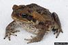 Cane Toad (Bufo marinus)