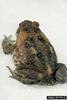 Cane Toad (Bufo marinus)