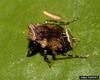 Big-eyed Toad Bug (Gelastocoris oculatus)