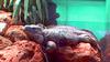 Iguana