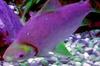 Amazon River aquatic life