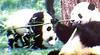PANDAS