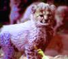 Cheetah cub