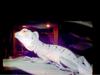 Lizard