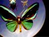 Butterfly and beetle