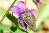 Pseudozizeeria maha (Pale Grass Blue Butterfly)