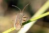 Cletus punctiger (Squash bug)