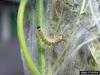 Fall Webworm Moth caterpillars (Hyphantria cunea)