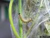 Fall Webworm Moth caterpillars (Hyphantria cunea)