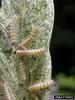 Fall Webworm Moth caterpillars (Hyphantria cunea)