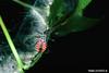 Wheel Bug (Arilus cristatus) nymph