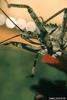 Wheel Bug (Arilus cristatus)