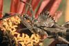 Wheel Bug (Arilus cristatus)