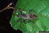 Wheel Bug (Arilus cristatus)