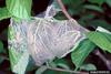 Fall Webworm Moth caterpillars (Hyphantria cunea)