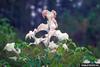 Fall Webworm Moth web (Hyphantria cunea)