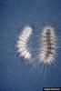 Fall Webworm Moth caterpillars (Hyphantria cunea)