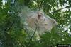 Fall Webworm Moth caterpillars (Hyphantria cunea)