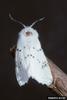 Fall Webworm Moth (Hyphantria cunea)