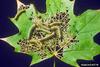 Fall Webworm Moth caterpillars (Hyphantria cunea)