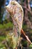 Fall Webworm Moth caterpillars (Hyphantria cunea)