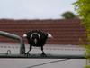 magpie baby 1 (Australian Magpie)