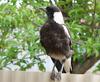 magpie baby 4 (Australian Magpie)