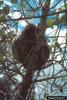 North American Porcupine (Erethizon dorsatum)