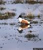 Northern Shoveler (Anas clypeata)