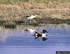 Northern Shoveler (Anas clypeata)