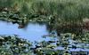 Cinnamon Teal (Anas cyanoptera)