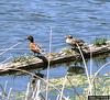 Cinnamon Teal (Anas cyanoptera)