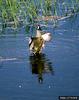 Blue-winged Teal (Anas discors)