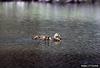 Mallard Ducklings (Anas platyrhynchos)