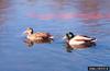 Mallard Ducks (Anas platyrhynchos)