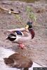 Mallard Drake (Anas platyrhynchos)