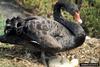 Black Swan (Cygnus atratus)