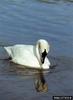 Trumpeter Swan (Cygnus buccinator)