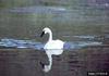 Trumpeter Swan (Cygnus buccinator)