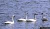 Tundra Swan (Cygnus columbianus)