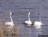 Tundra Swan (Cygnus columbianus)