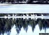 Tundra Swan (Cygnus columbianus)