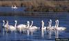 Tundra Swan (Cygnus columbianus)