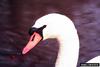 Mute Swan (Cygnus olor)