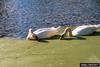 Mute Swan (Cygnus olor)