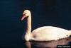 Mute Swan (Cygnus olor)