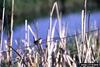 Marsh Wren (Cistothorus palustris)