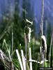 Marsh Wren (Cistothorus palustris)