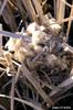 Marsh Wren (Cistothorus palustris)