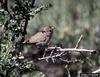 Marsh Wren (Cistothorus palustris)